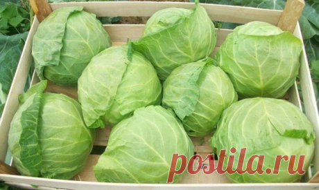 Как сохранить капусту в свежем виде до весны