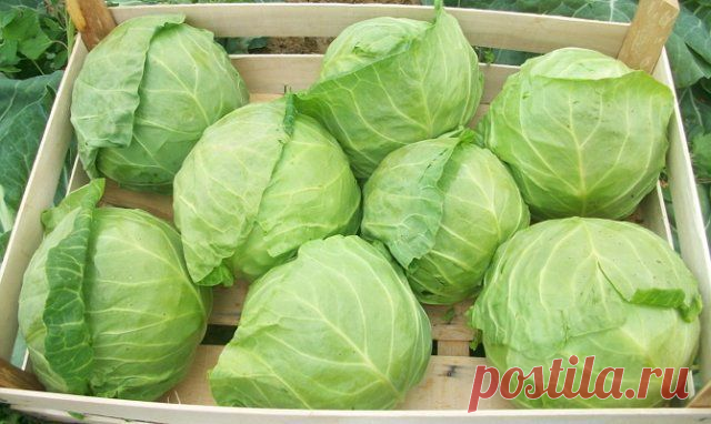 Как сохранить капусту в свежем виде до весны
