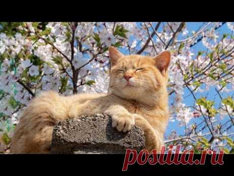 Успокаивающая кошачья музыка 😽 Звуки воды в долине, звуки птиц 🌱 Мирная исцеляющая музыка для к...