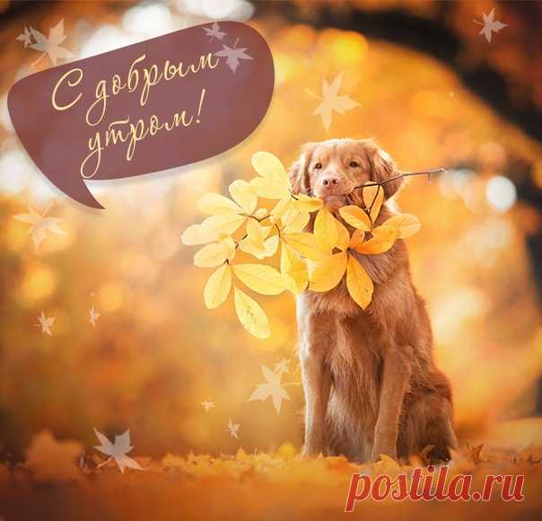 Доброе утро!Пусть радуют осенние денёчки,пусть греют сердце нежность и мечта,пусть будут рядом,те кто дорог очень...И пусть живётся счастливо всегда!😊😉☀💖💐☕🍰🍉🍎🍐🍊🍇🍁