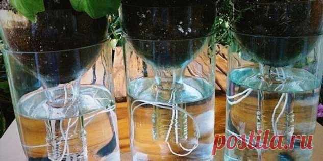 Рассказываю, что такое система самополива рассады и как ее без труда соорудить в квартире | Люблю Себя