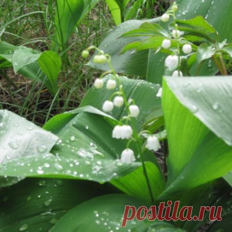 Лекарственные растения. ландыш майский (Convallaria majalis L.)