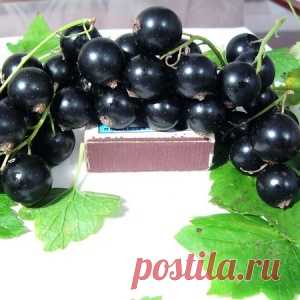 6 простых секретов получения крупных ягод смородины