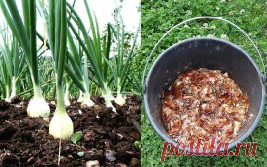 ЛУКОВАЯ ШЕЛУХА — КЛАД ДЛЯ ДАЧНИКОВ 
Сохрани шпаргалку, поделись с одноклассниками! 
Мы порой проходим мимо старых и проверенных средств повышения урожая или борьбы с вредителями и болезнями. 
Луковая шелуха — один из резервов повышения урожайности. Её отвар содержит полный набор таблицы Менделеева: кальций, калий, марганец, магний, железо, медь, селен, хром, бор, медь и т.д. Шелуха убивает патогенную микрофлору в почве, одновременно подкармливает растение микроэлементами. Действует на растения