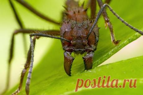 Самые сильные существа планеты Земля Кто же они, самые сильные существа на Земле?