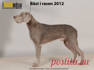 SLOVENSKÝ HRUBOSRSTY STAVAC (OHAR) Domare: SANDÖ SIV, NORGE   CLASSIC DREAM'S BALD EAGLE Ägare: EKSTRÖM MARTINA, HÄRRYDA Uppfödare: RYBERG PERNILLA, RYBERG ROLF, VÄRMLANDS NYSÄTER