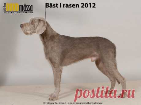 SLOVENSKÝ HRUBOSRSTY STAVAC (OHAR) Domare: SANDÖ SIV, NORGE   CLASSIC DREAM'S BALD EAGLE Ägare: EKSTRÖM MARTINA, HÄRRYDA Uppfödare: RYBERG PERNILLA, RYBERG ROLF, VÄRMLANDS NYSÄTER
