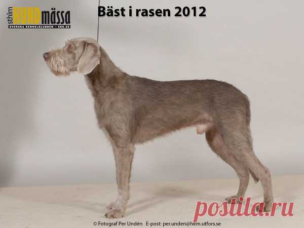 SLOVENSKÝ HRUBOSRSTY STAVAC (OHAR) Domare: SANDÖ SIV, NORGE   CLASSIC DREAM'S BALD EAGLE Ägare: EKSTRÖM MARTINA, HÄRRYDA Uppfödare: RYBERG PERNILLA, RYBERG ROLF, VÄRMLANDS NYSÄTER