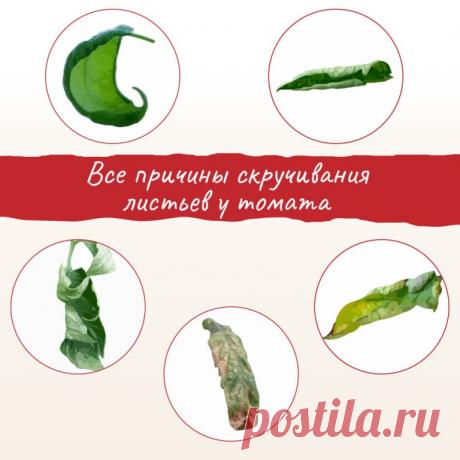 Перечислили все возможные причины скручивания листьев томата. | OK.RU