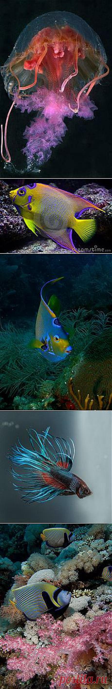 Coral reef ~ Aquarium в Pinterest