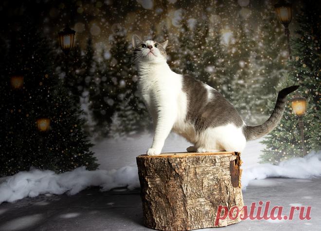 Фотограф Etkind Elizabeth