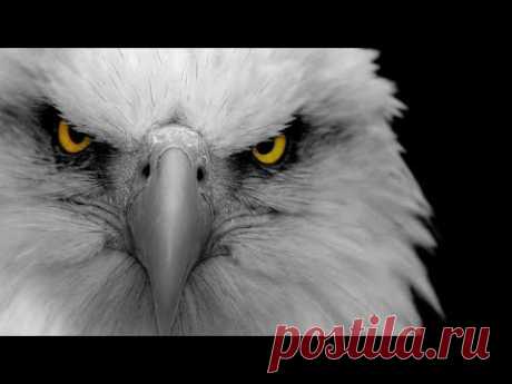 ПРЕДСКАЗАНИЕ НА 2020..ГОД БЕЛОГО ОРЛА..часть 2..