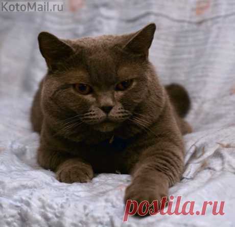Сиеста | KotoMail.ru