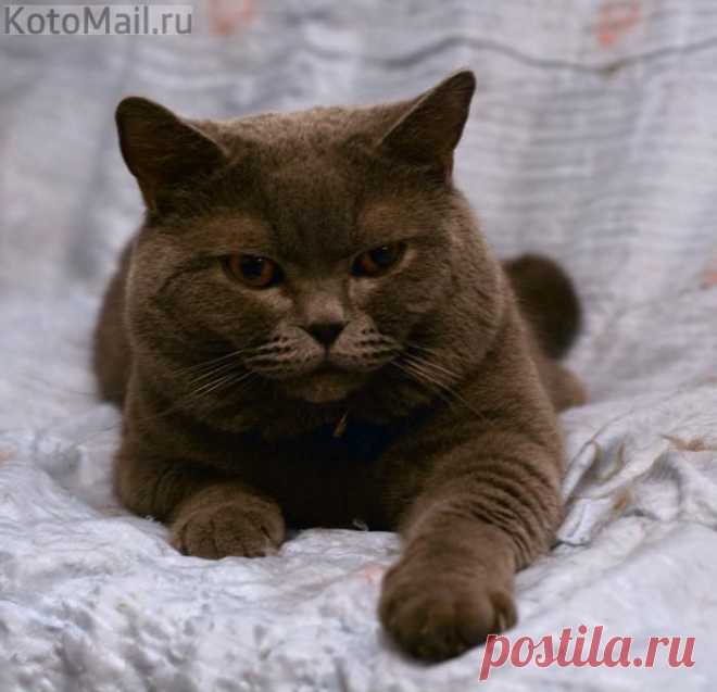 Сиеста | KotoMail.ru