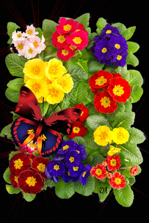 Dobroanim – Google+