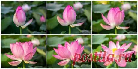 Awakening Lotus / Reports / My Planet