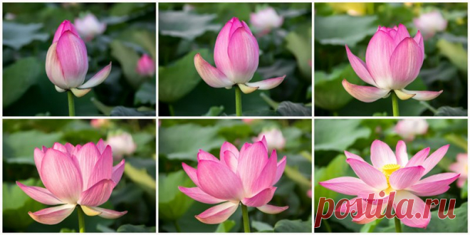 Awakening Lotus / Reports / My Planet