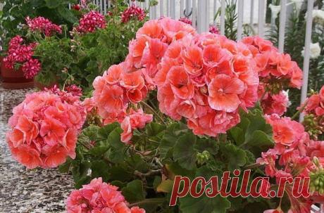 Чтобы герань всегда пышно цвела…