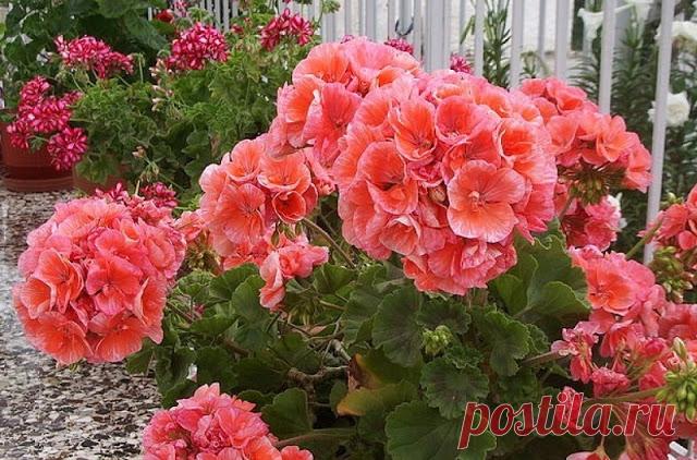 Чтобы герань всегда пышно цвела…