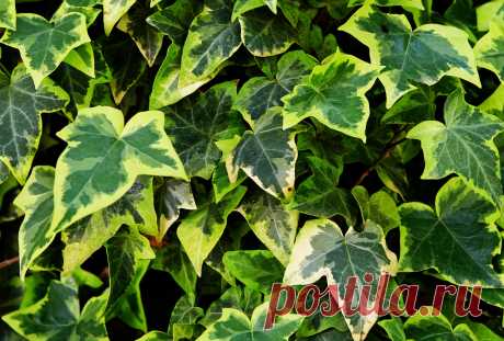 Плющ декоративный уличный: посадка и уход