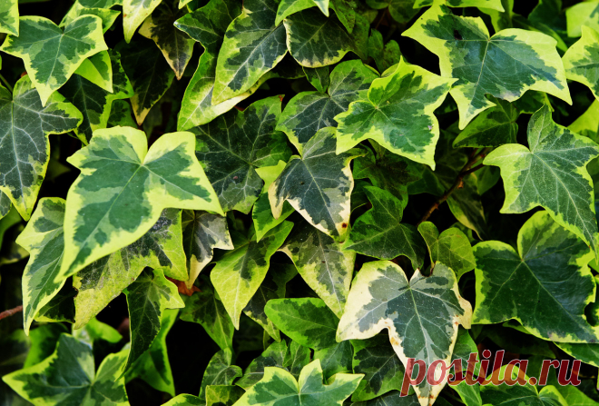 Плющ декоративный уличный: посадка и уход