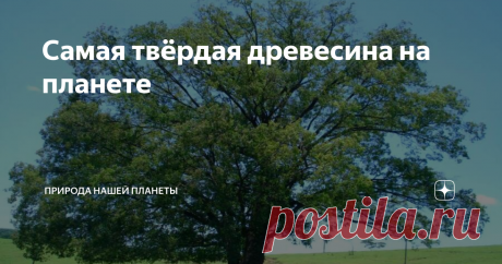 Самая твёрдая древесина на планете В мире деревья одни из первых стали доступными материалами для людей. Из них, они сначала начали создавать разные предметы, оружие, строить жильё. О твёрдости и прочности деревьев люди тогда ничего не знали.
Однако, со временем люди начали определять и твёрдость деревьев. Поэтому, многие виды деревьев и были названы железными. Сейчас уже есть способы определения твёрдости деревьев – это методы