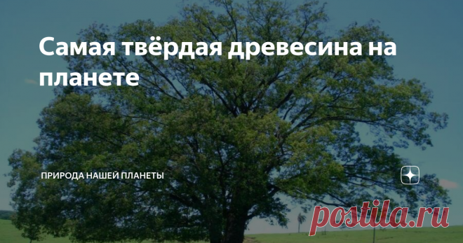 Самая твёрдая древесина на планете В мире деревья одни из первых стали доступными материалами для людей. Из них, они сначала начали создавать разные предметы, оружие, строить жильё. О твёрдости и прочности деревьев люди тогда ничего не знали.
Однако, со временем люди начали определять и твёрдость деревьев. Поэтому, многие виды деревьев и были названы железными. Сейчас уже есть способы определения твёрдости деревьев – это методы