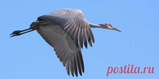 Sandhill Crane Not quite the ultimate in aerodynamic perfection - but just look at how he fairs his upper legs into the undertail coverts!   He has to be forgiven for those feet, however.  He has to use them for foraging, and thus makes the tradeoff.   [EXIF: Canon 7D, 100-400mm, Av@f/11.0, 1/1000, Ev +1/2, ISO 800]
