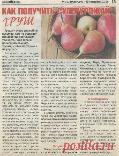 Как получить суперурожай груш