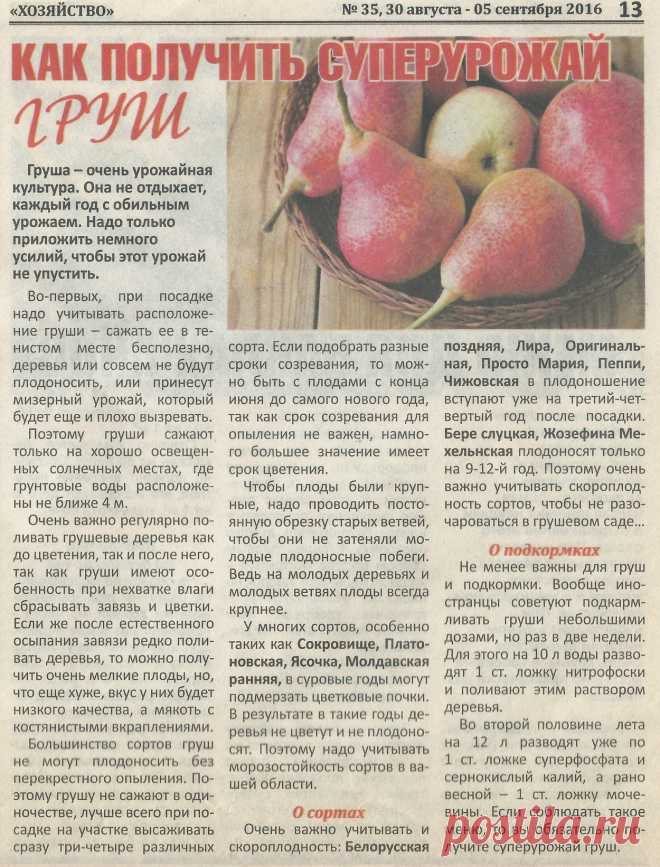 Как получить суперурожай груш