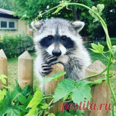 Очаровательные еноты, которые подарят вам улыбку - МирТесен