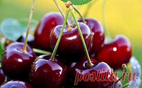 ЕСЛИ ВИШНЯ НЕ ПЛОДОНОСИТ И КАПРИЗНИЧАЕТ
Уже несколько десятилетий у нас в средней полосе так уж повелось, что вишня плодоносит из рук вон плохо.
Хорошие сорта есть, хорошие правила агротехники тоже – почему же нет урожая?
Оставим сразу разговоры о коккомикозе и монилиозе – болезнях, на которые принято валить исчезновение ягод на вишнёвых деревьях.
Во-первых, болезнь – это следствие угнетения вишни, а не причина.
Поэтому предлагаю обсудить не способы борьбы с этой болезнью,...