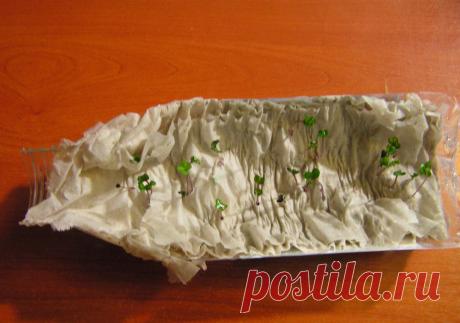 Выращивание рассады на полоске бумаги и целлофана: пошаговая инструкция Пошаговая инструкция по выращиванию рассады на полосе. Подготовка полоски с семенами своими руками. Проращивание семян и особенности высадки в грунт.