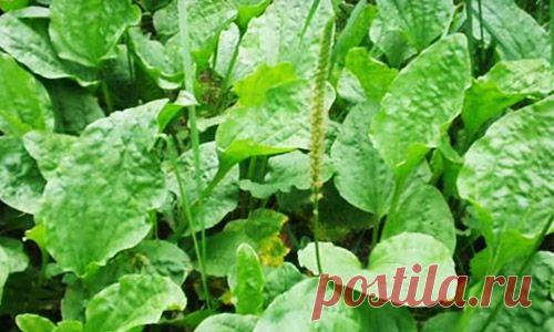 Подорожник для вашего здоровья | Вся альтернативная медицина