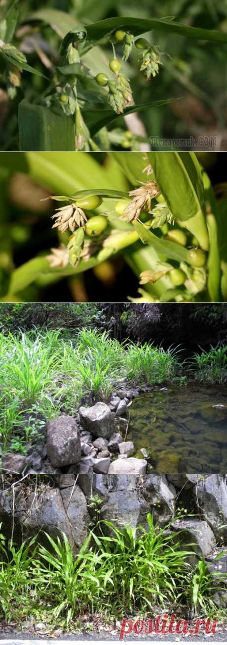 Коикс – слеза Иова. Лечебный чай в декоративном огороде