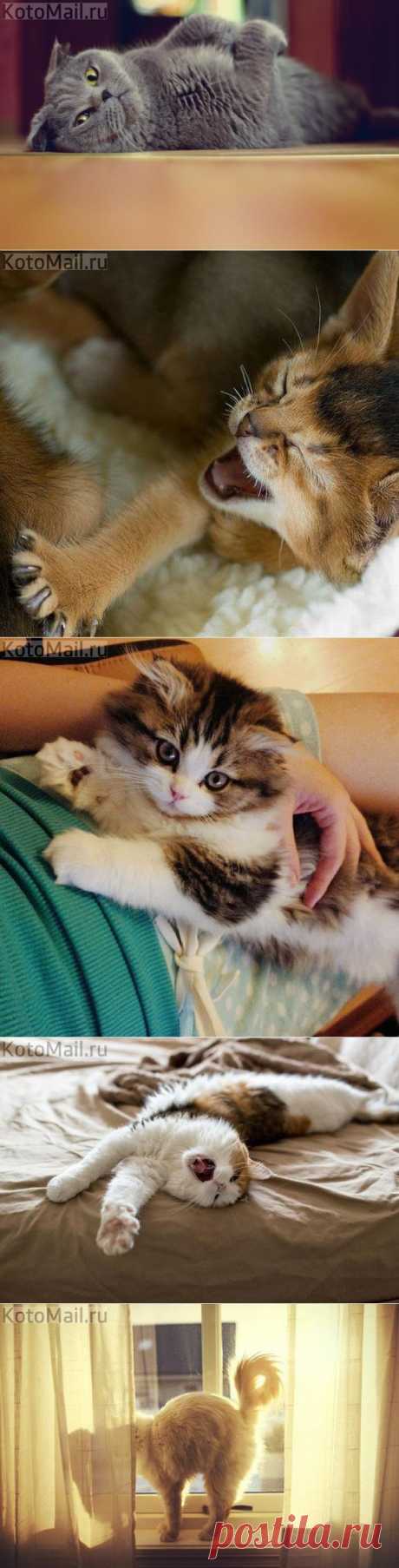 Сладкая нега