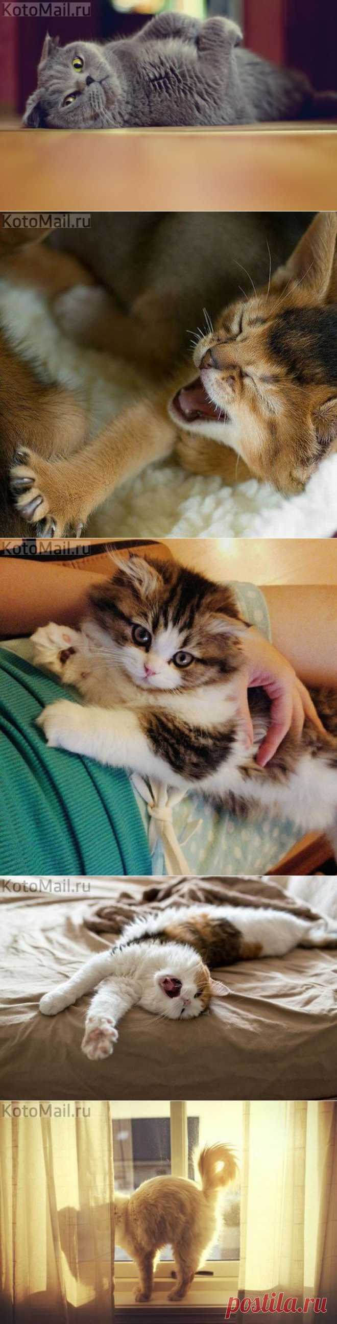 Сладкая нега