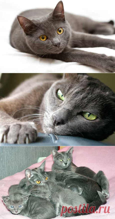 Корат: описание породы кошек, содержание и уход, фото