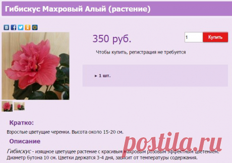 Гибискус Махровый Алый (растение)