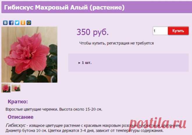 Гибискус Махровый Алый (растение)