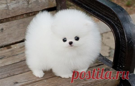 Милоты пост / Питомцы
