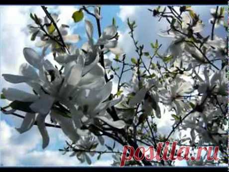▶ Красивая мелодия Души.flv - YouTube