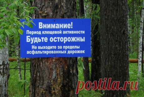 Откуда взялось столько клещей, разбирался корреспондент «Ленты.ру» : Общество: Россия: Lenta.ru