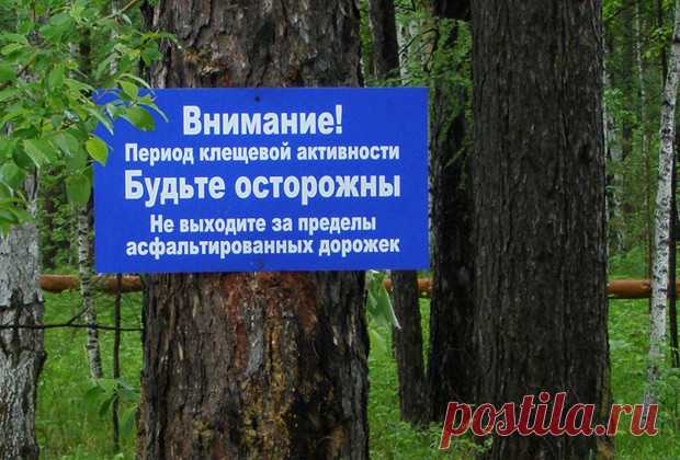 Откуда взялось столько клещей, разбирался корреспондент «Ленты.ру» : Общество: Россия: Lenta.ru