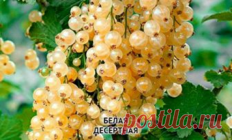 Новинки сортовой смородины – вся радуга на вашем участке Кусты смородины, гнущиеся до земли под тяжестью урожая – это вполне реальная картина, которую вы сможете наблюдать на своем участке. Единственное, что для этого нужно сделать – выбрать правильные сорт...