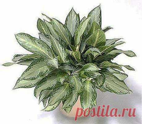 Одноклассники