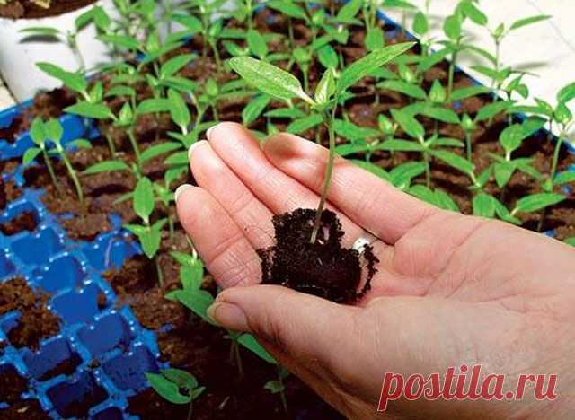 Вырастить рассаду по-новому
