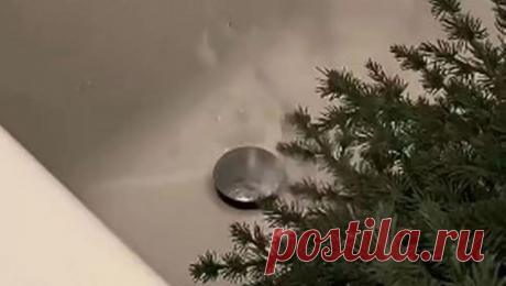 Соцсети удивила женщина, вымывшая рождественскую елку в ванне. Пользователей соцсетей удивила женщина из Англии, которая вымыла рождественскую елку в ванне, пишет Mirror. Люди не понимают, зачем она это сделала, а британка уверена - так дерево будет чище. Женщина опубликовала в соцсетях кадры с ...