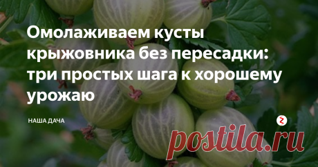 Омолаживаем кусты крыжовника без пересадки: три простых шага к хорошему урожаю  Помните мультик про Братца Кролика, который просил Братца Лиса: «Только в терновый куст не бросай!»? Сейчас-то я, конечно же, знаю, что такое терновый куст и почему его так «боялся» Кролик. А в детстве не понимала, и, помню, мама мне растолковала: терновый куст, это который непролазный и весь колючий. Ну, совсем, как наш крыжовник в огороде!
