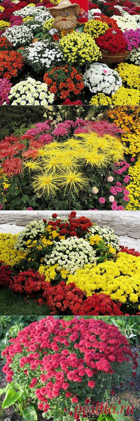 Плейкаст «Хризантемы»